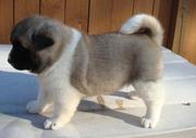 Beautiful Akita  puppies for lovely home to go now