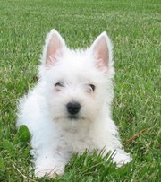 Pure White West Highland White Terrier puppies.