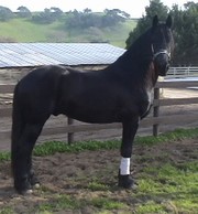 NIceFriesian horses for dressage, driving and breeding and for sale