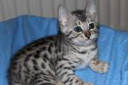 Only Two Left Beautiful Black/Brown) TICA Registered, Bengal kittens