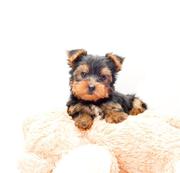 adorable teacup yorkies puppies for adoption